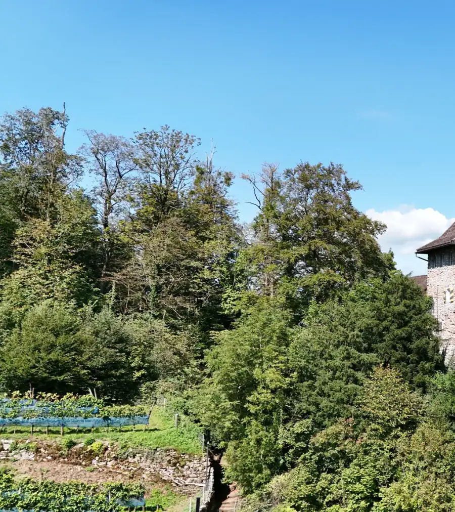 Burg Oberwindegg Luftaufnahme 2 links